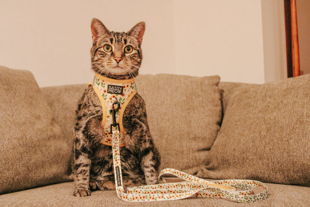 Cat Leash - Sunflower Dreams