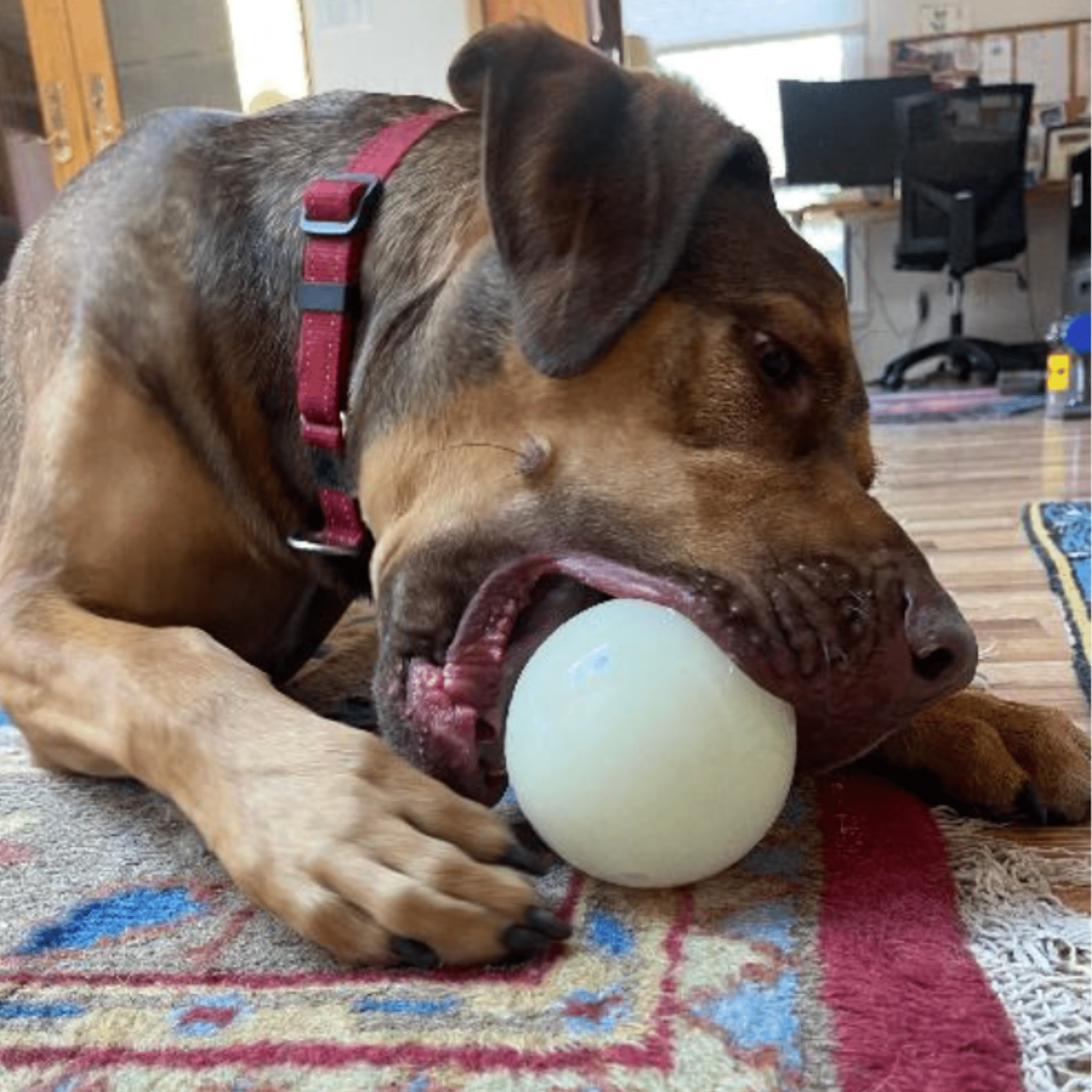 Dog Treat Dispensers